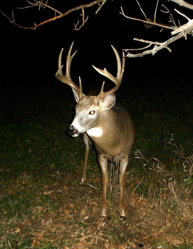 Bigbuck10-23-1063.jpg