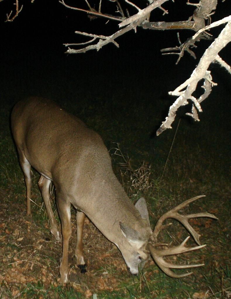 Bigbuck10-23-1064.jpg