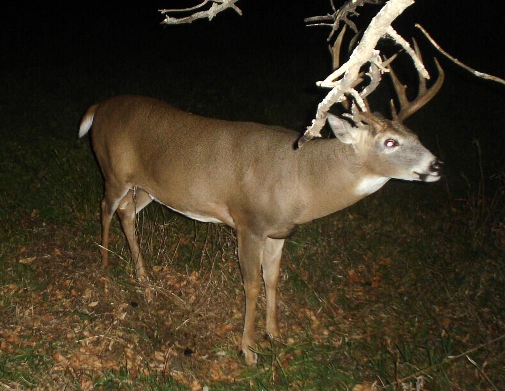 Bigbuck10-23-1065.jpg