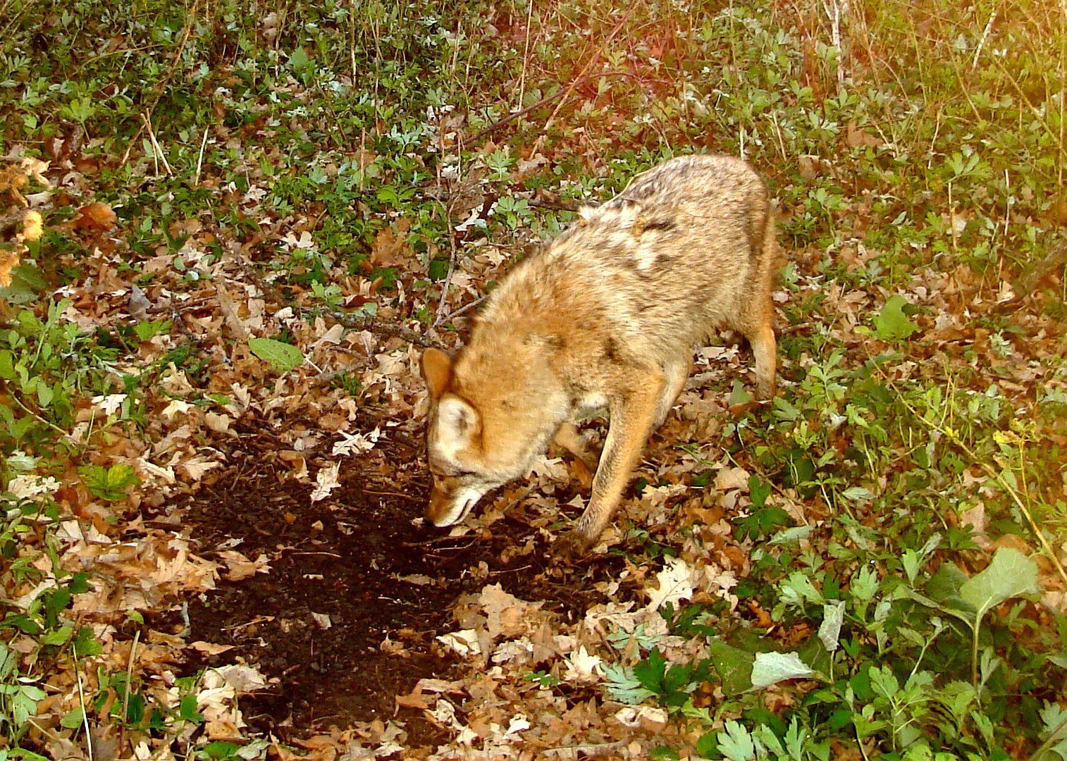Dewitts10-31-1015.jpg