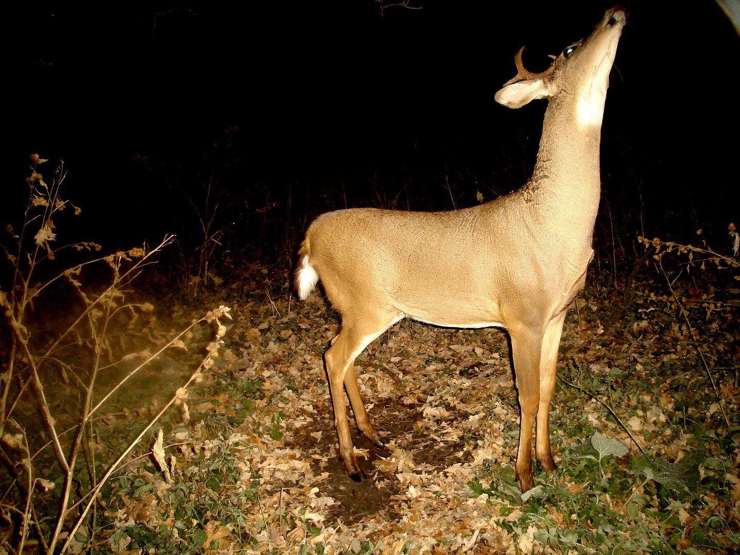 Dewitts10-31-1021.jpg