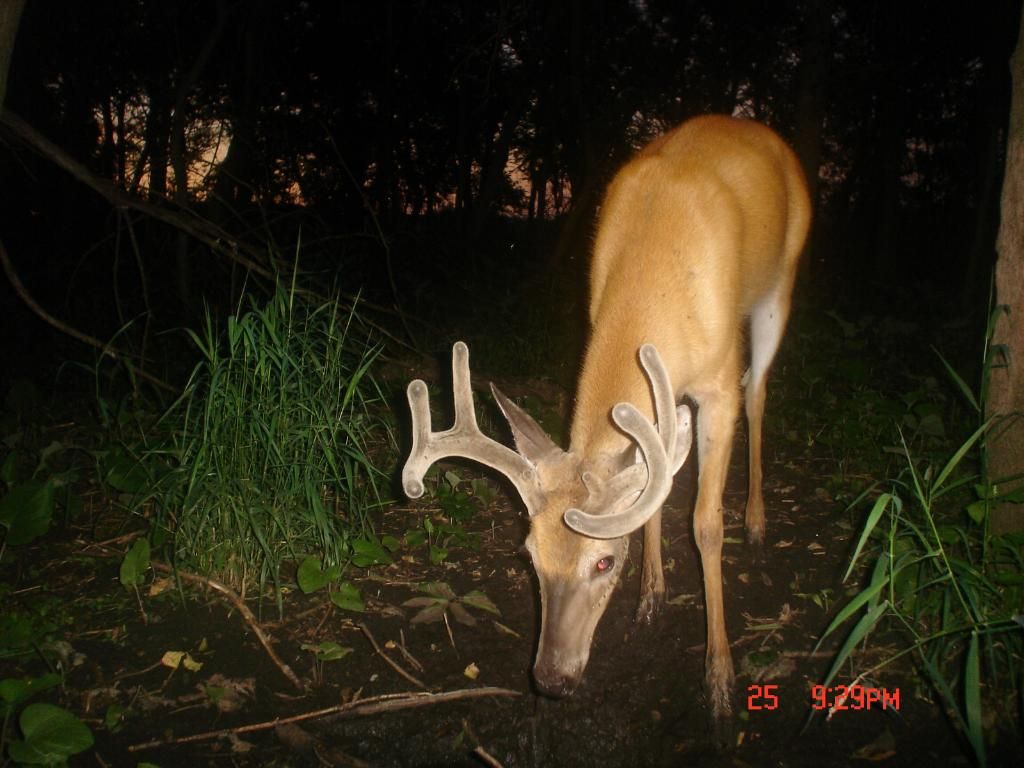 Dewittsnp4107-28-1021.jpg