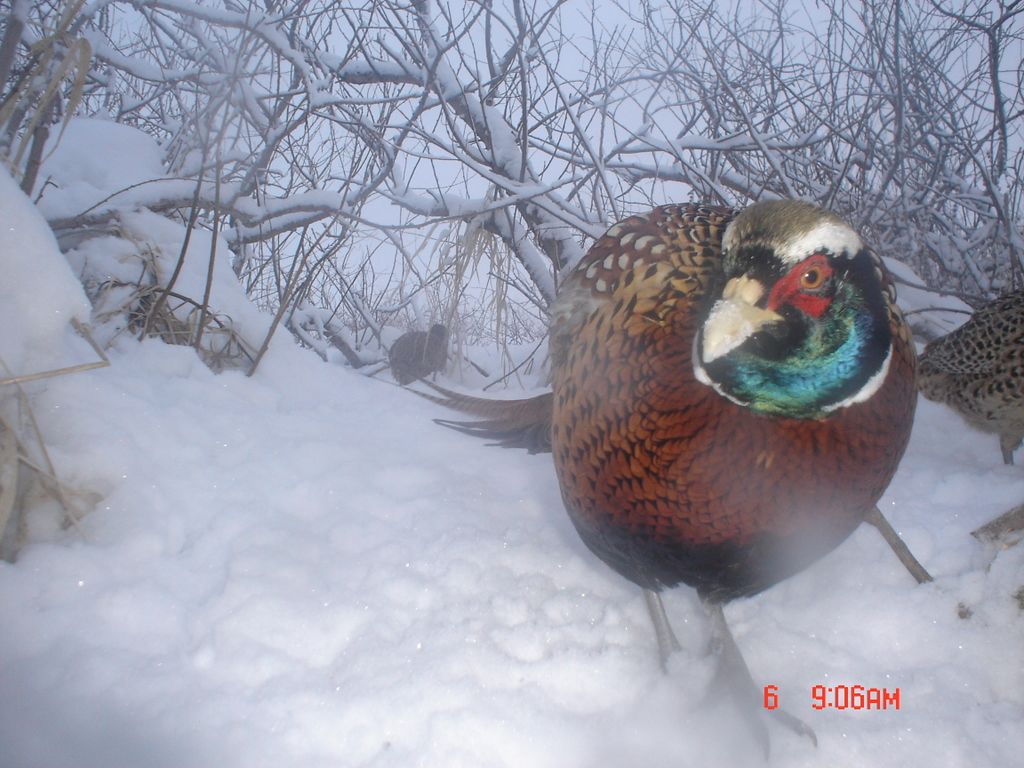 E80Pheasant020610104.jpg