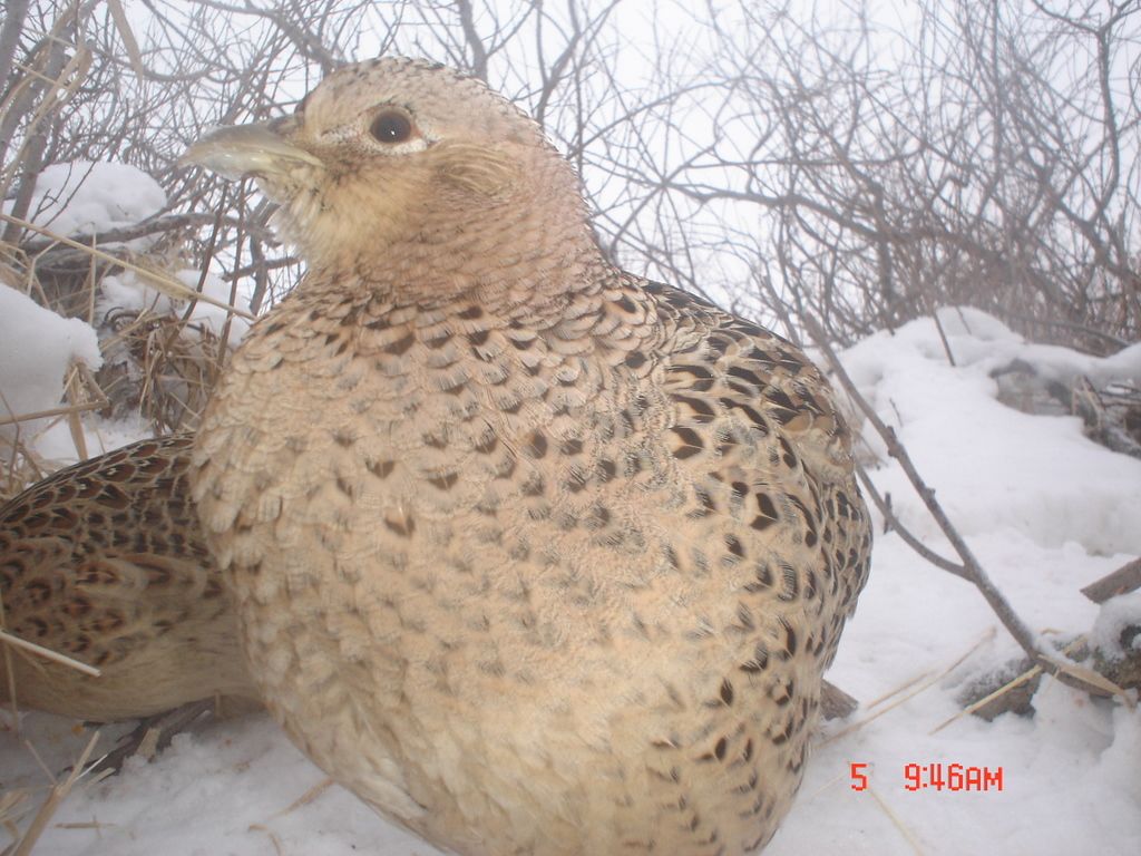 E80Pheasant02061019.jpg