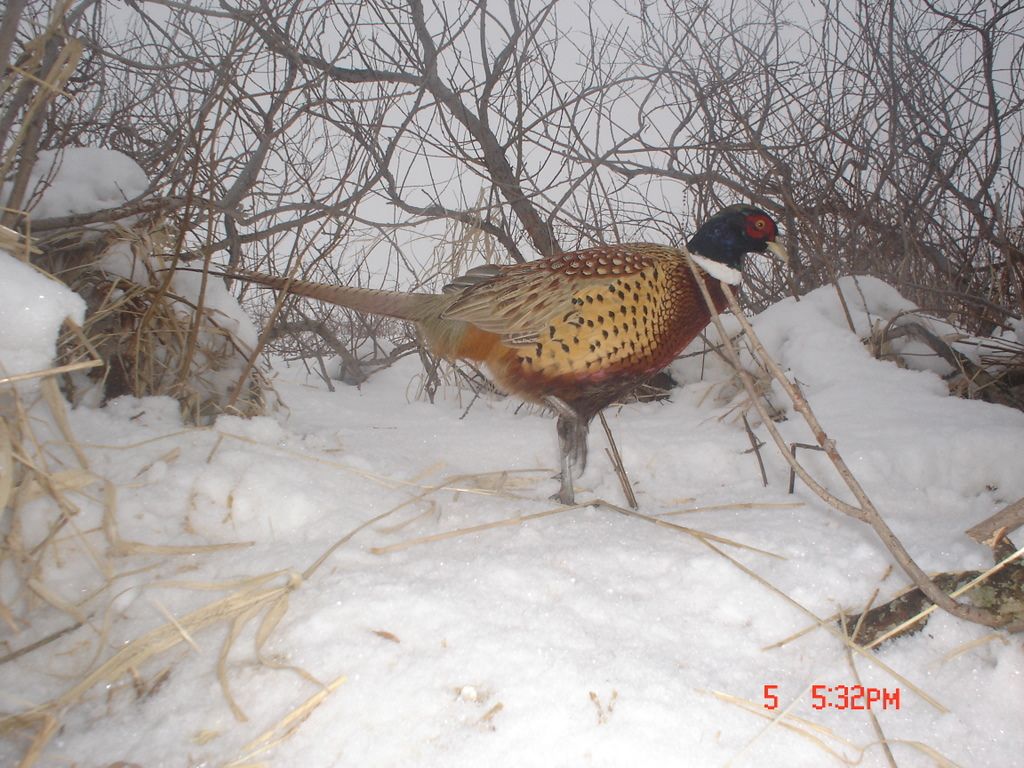 E80Pheasant02061091.jpg