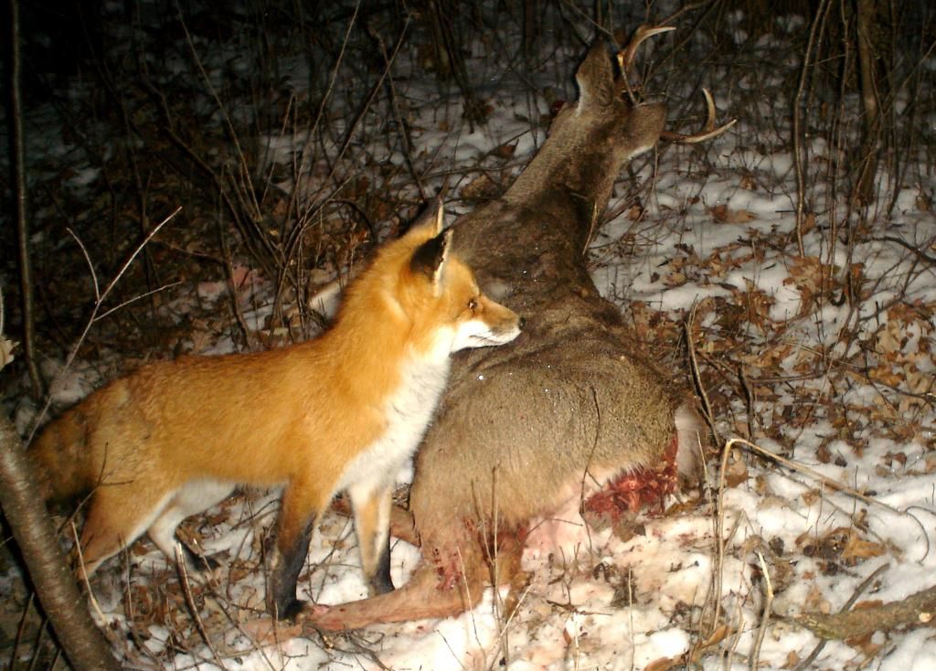 Holecarcass12-17-201030.jpg