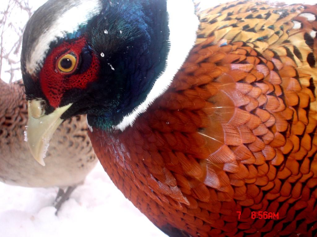 PheasantE8002-13-1016.jpg
