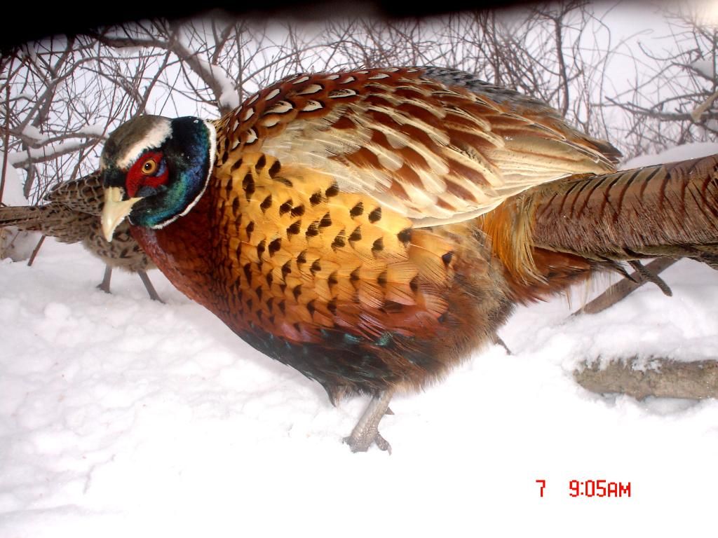 PheasantE8002-13-1019.jpg