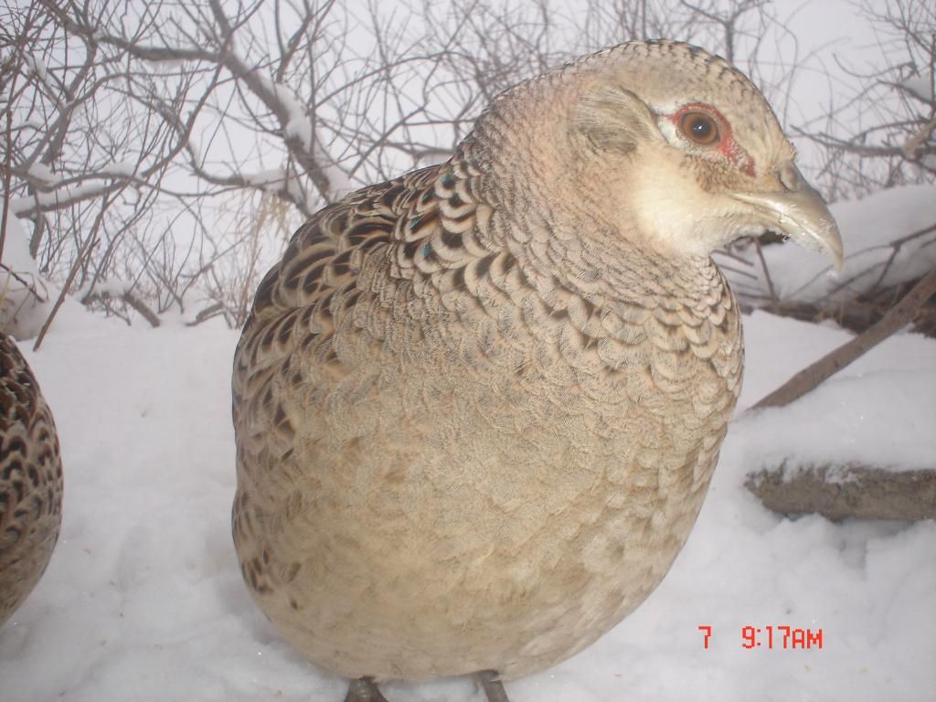 PheasantE8002-13-1022.jpg