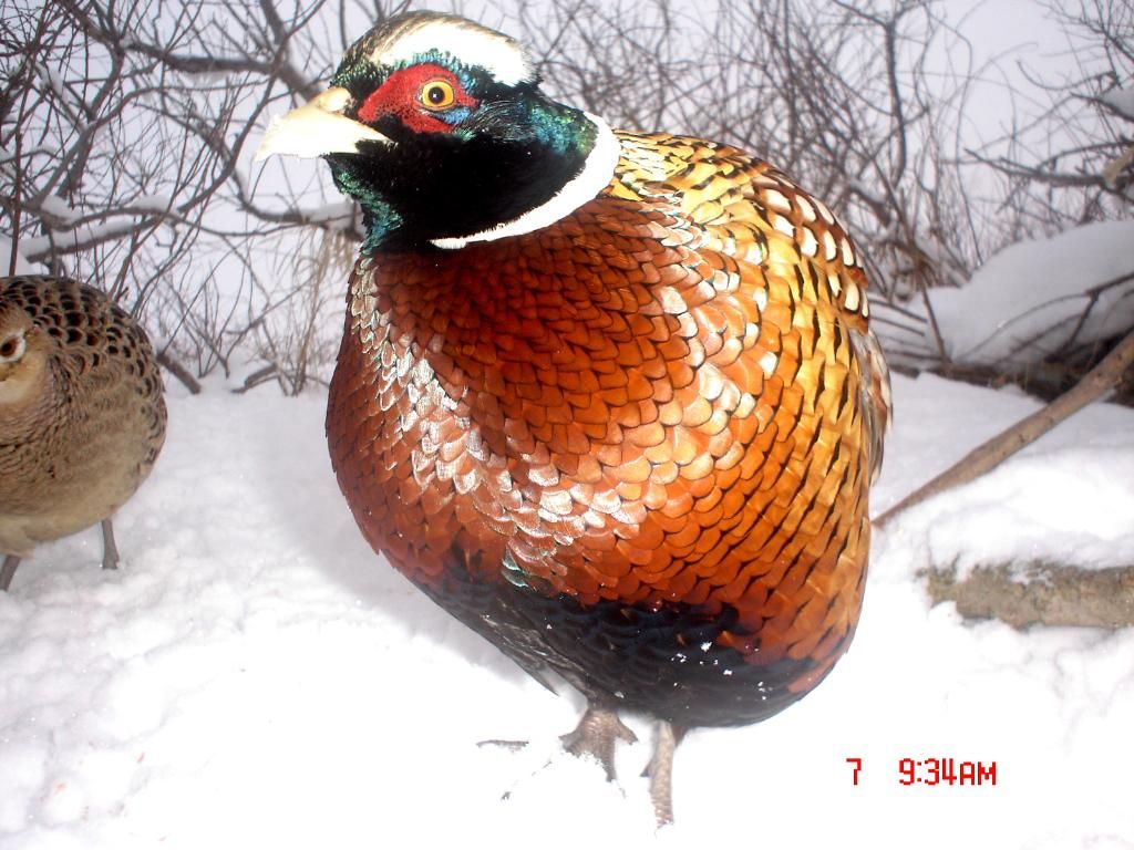 PheasantE8002-13-1026.jpg