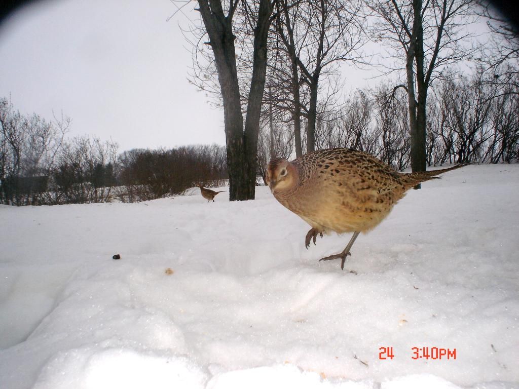 Pheasantcam01-25-1011.jpg