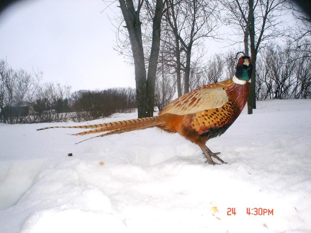 Pheasantcam01-25-1012.jpg