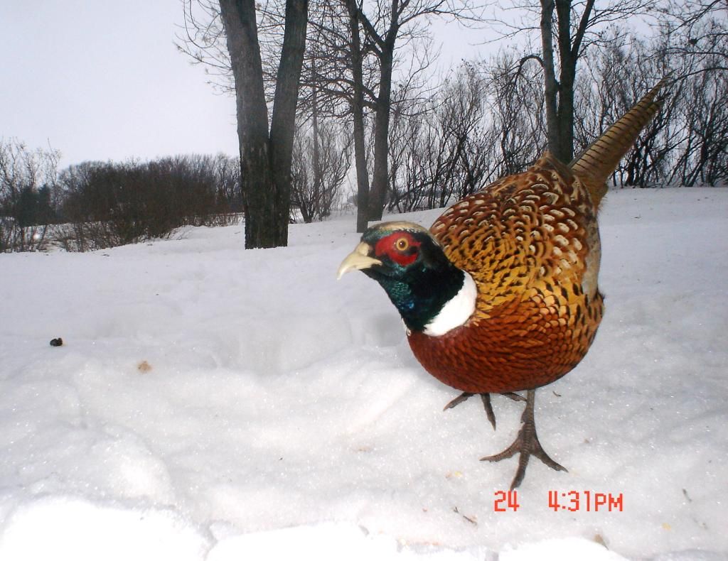 Pheasantcam01-25-1013.jpg