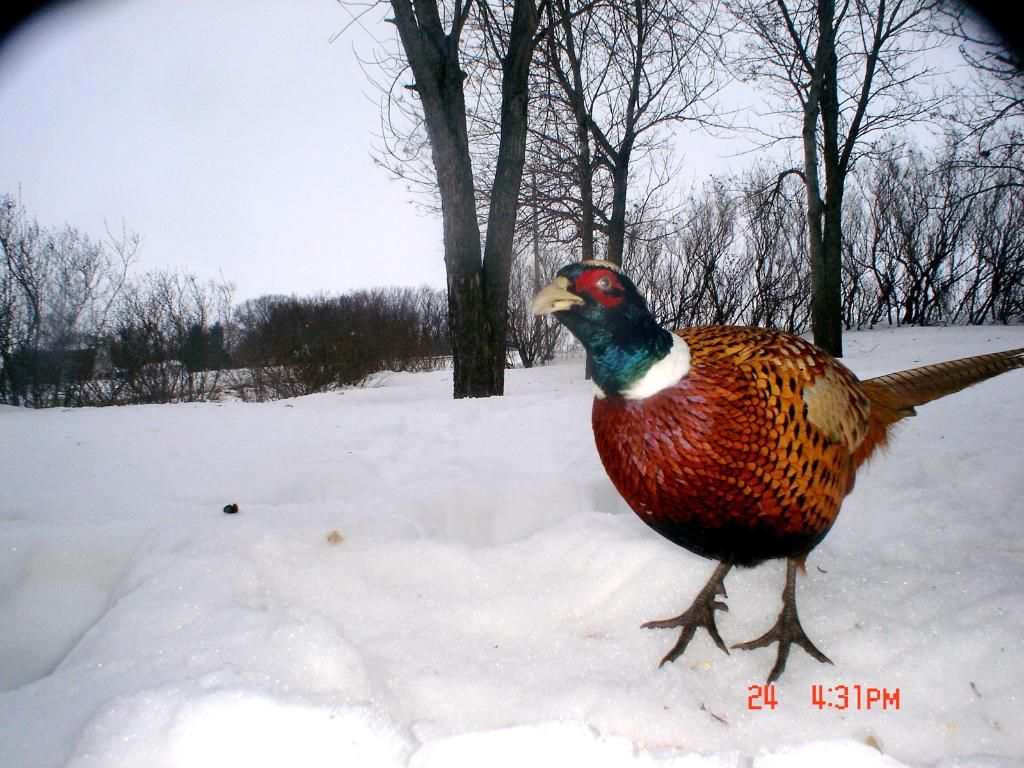 Pheasantcam01-25-1014.jpg