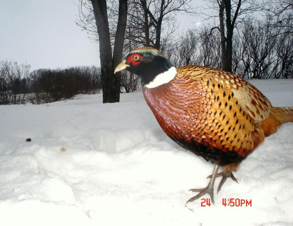 Pheasantcam01-25-1017.jpg