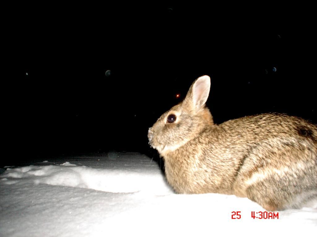 Pheasantcam01-25-1019.jpg