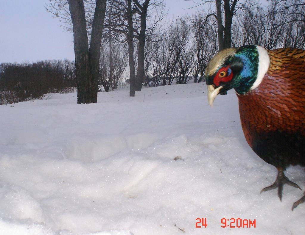 Pheasantcam01-25-104.jpg