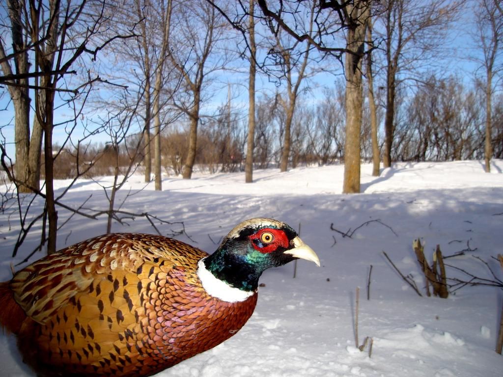 Pheasantcam101-29-1014.jpg