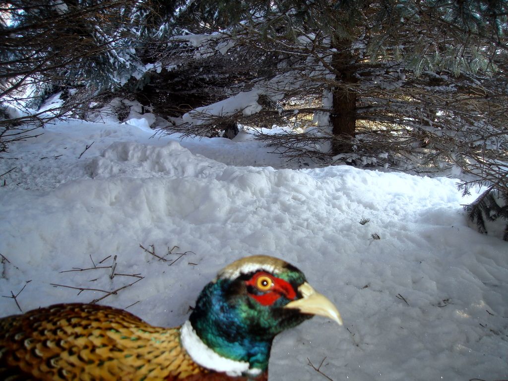 Pheasantcam302-03-1010.jpg