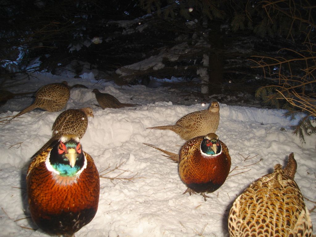Pheasantcam302-03-102.jpg