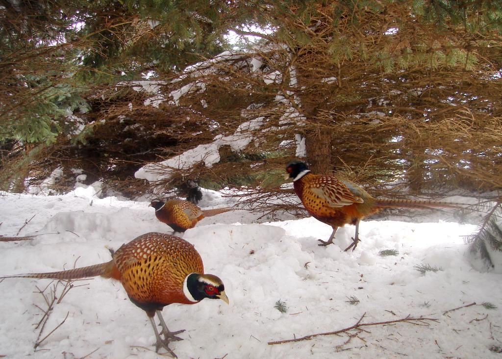 PheasantpicS02-08-1012-1.jpg