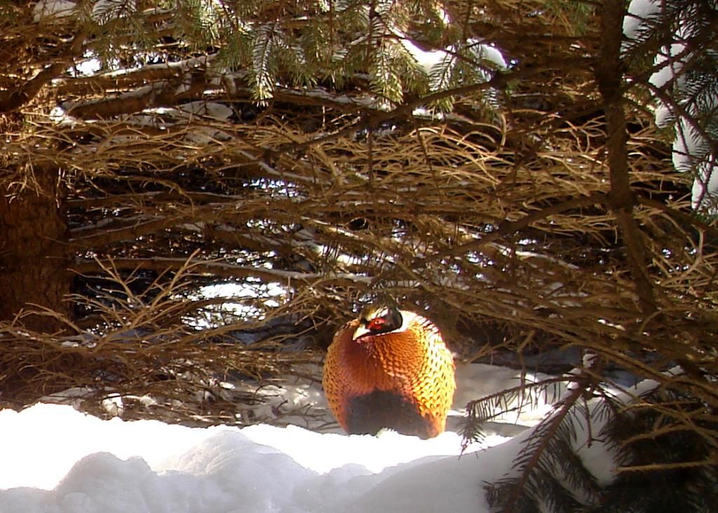 PheasantpicS02-08-1025-1.jpg