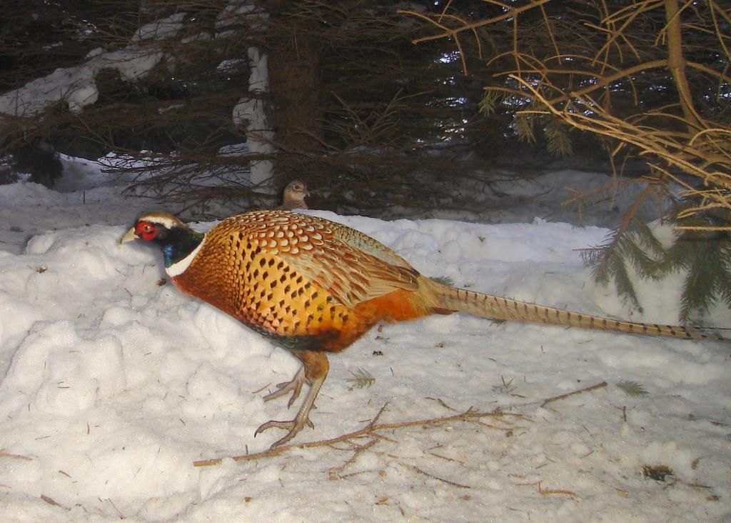 PheasantpicS02-08-108-1.jpg