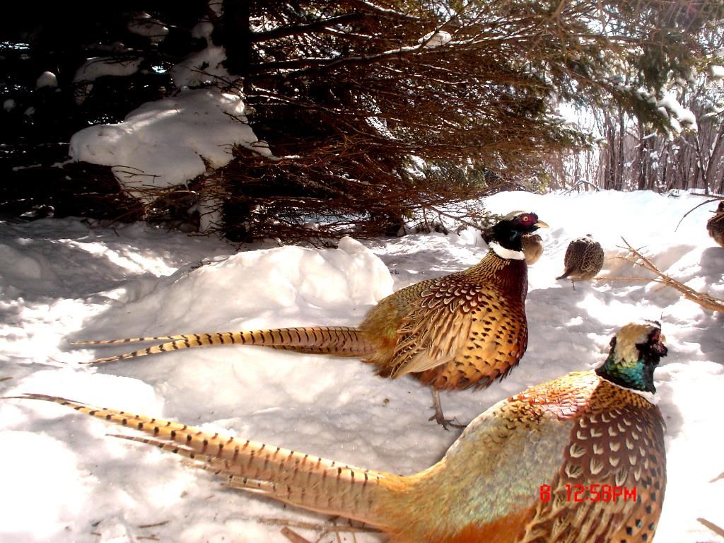 PheasantpicsE02-08-10101-1.jpg