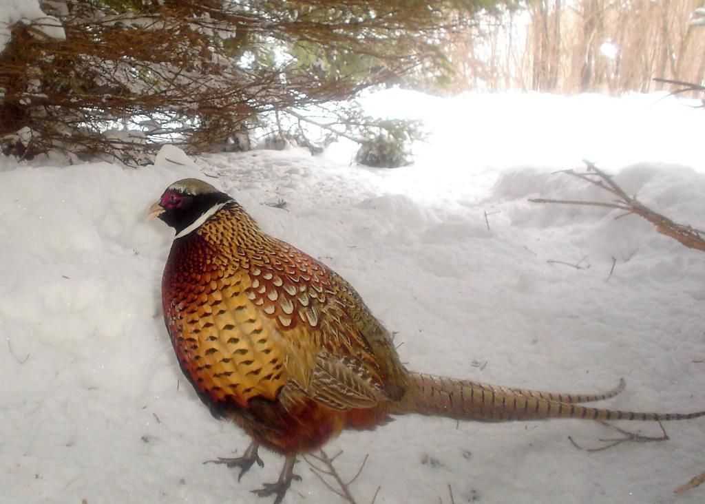 PheasantpicsE02-08-1011-1.jpg