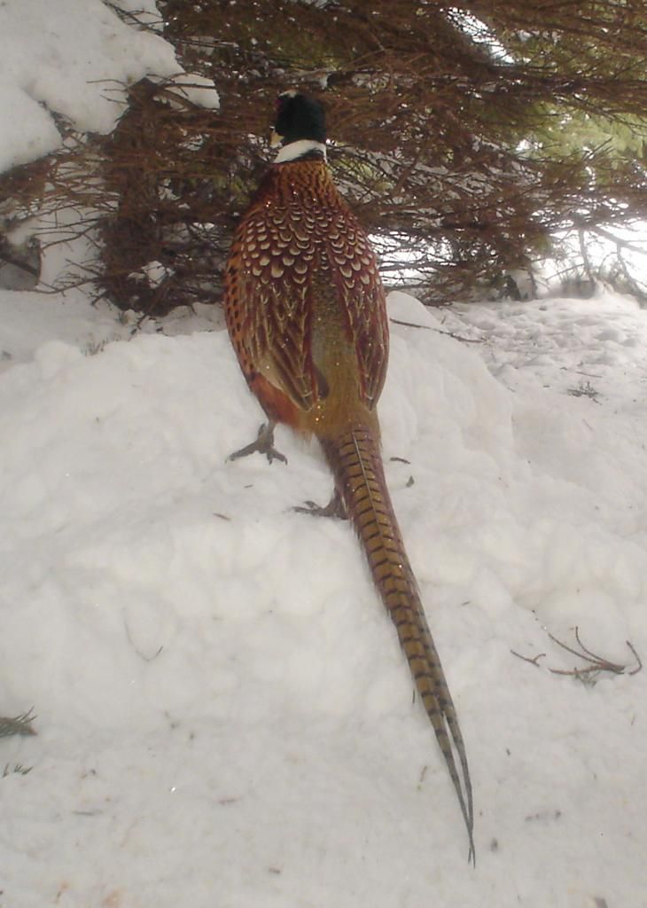 PheasantpicsE02-08-1026-1.jpg