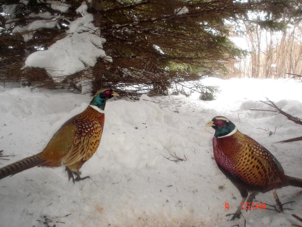 PheasantpicsE02-08-1028-1.jpg