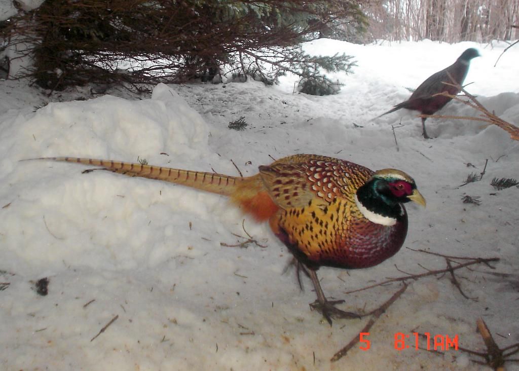 PheasantpicsE02-08-1051-1.jpg