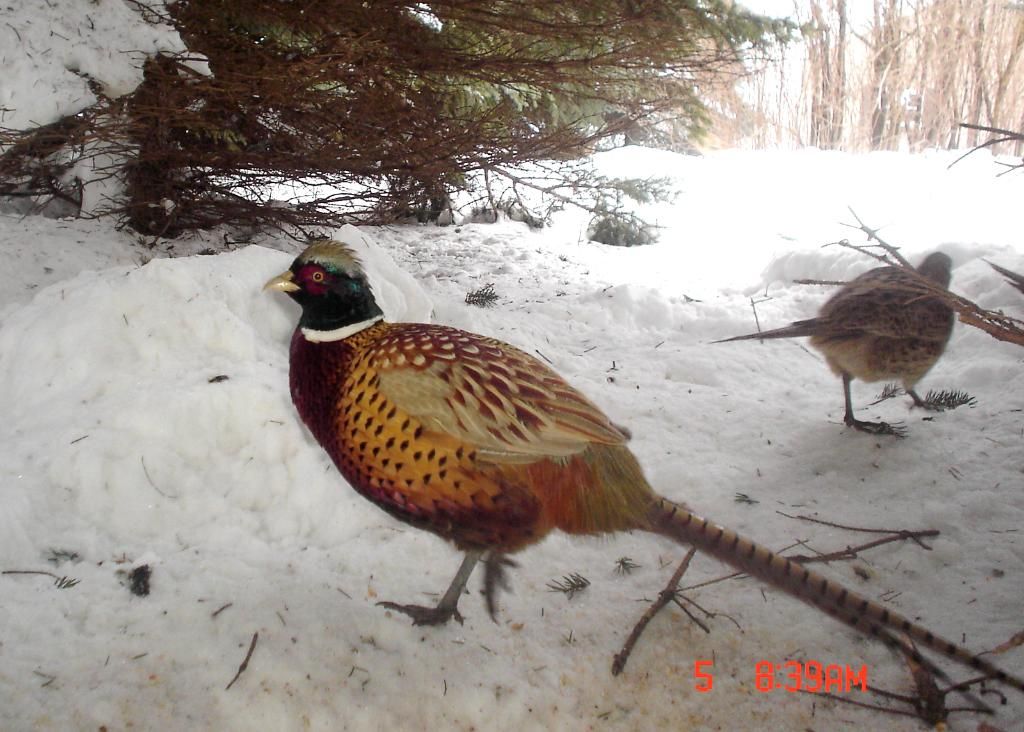PheasantpicsE02-08-1054-1.jpg