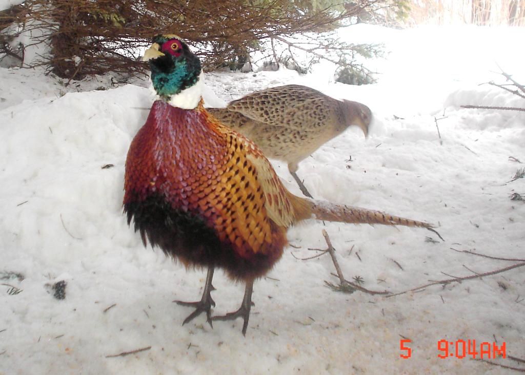 PheasantpicsE02-08-1056-1.jpg