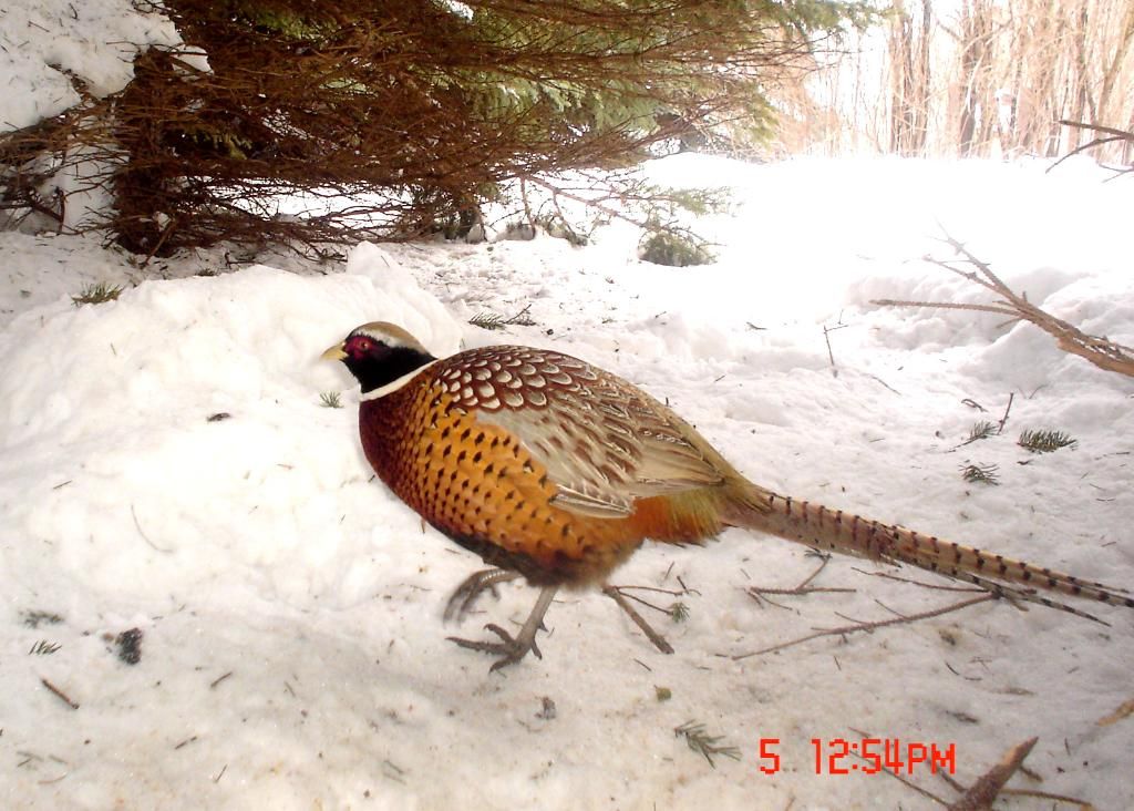 PheasantpicsE02-08-1068-1.jpg
