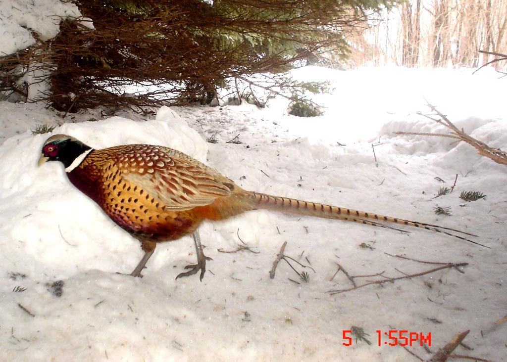 PheasantpicsE02-08-1074-1.jpg
