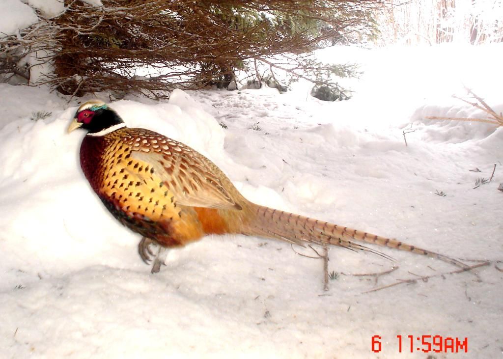 PheasantpicsE02-08-1080-1.jpg