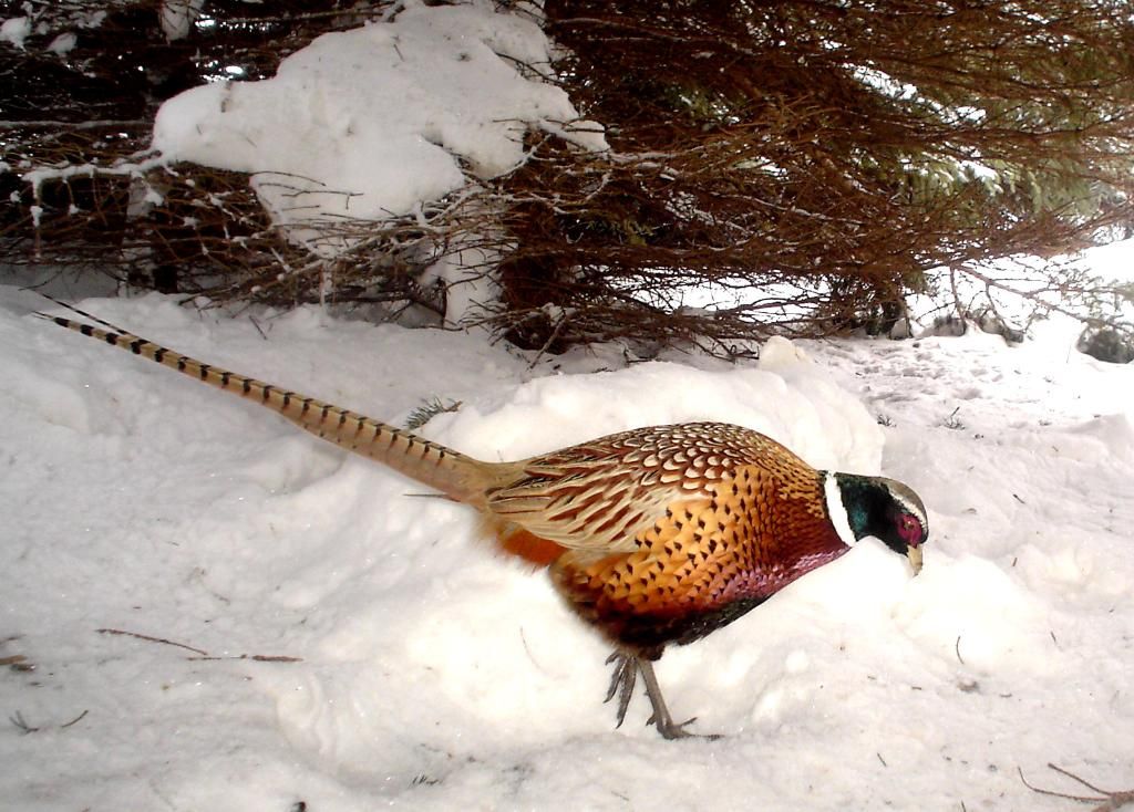 PheasantpicsE02-08-1085-1.jpg