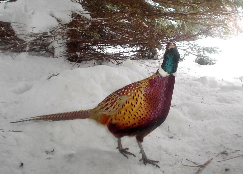 PheasantpicsE02-08-1087-1.jpg