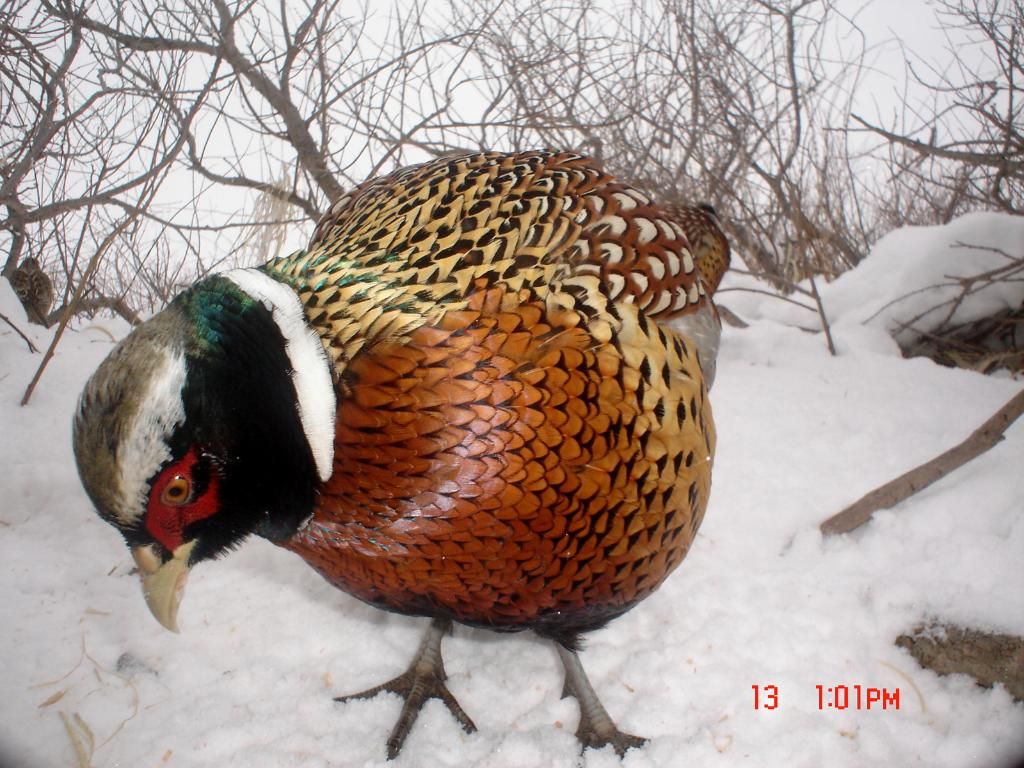 PheasantpicsE8002-19-106.jpg