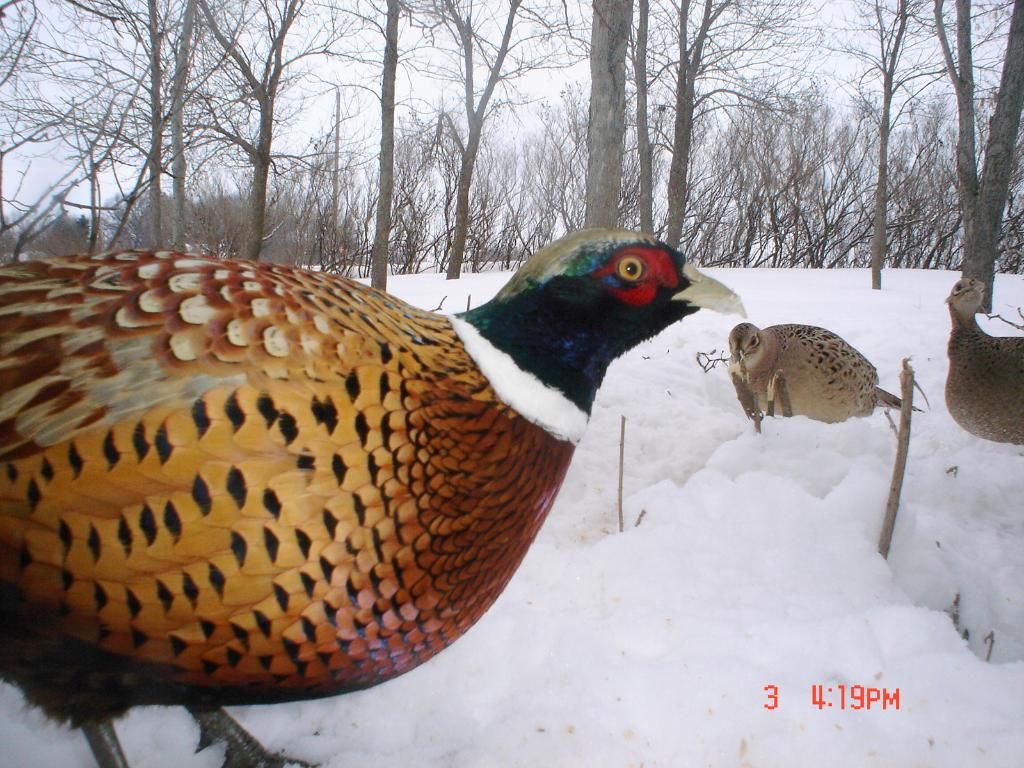 PheasantpicsN02-08-1024-1.jpg