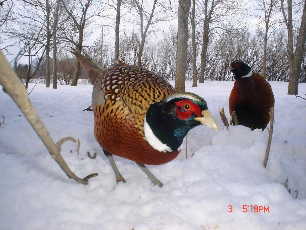 PheasantpicsN02-08-1027.jpg