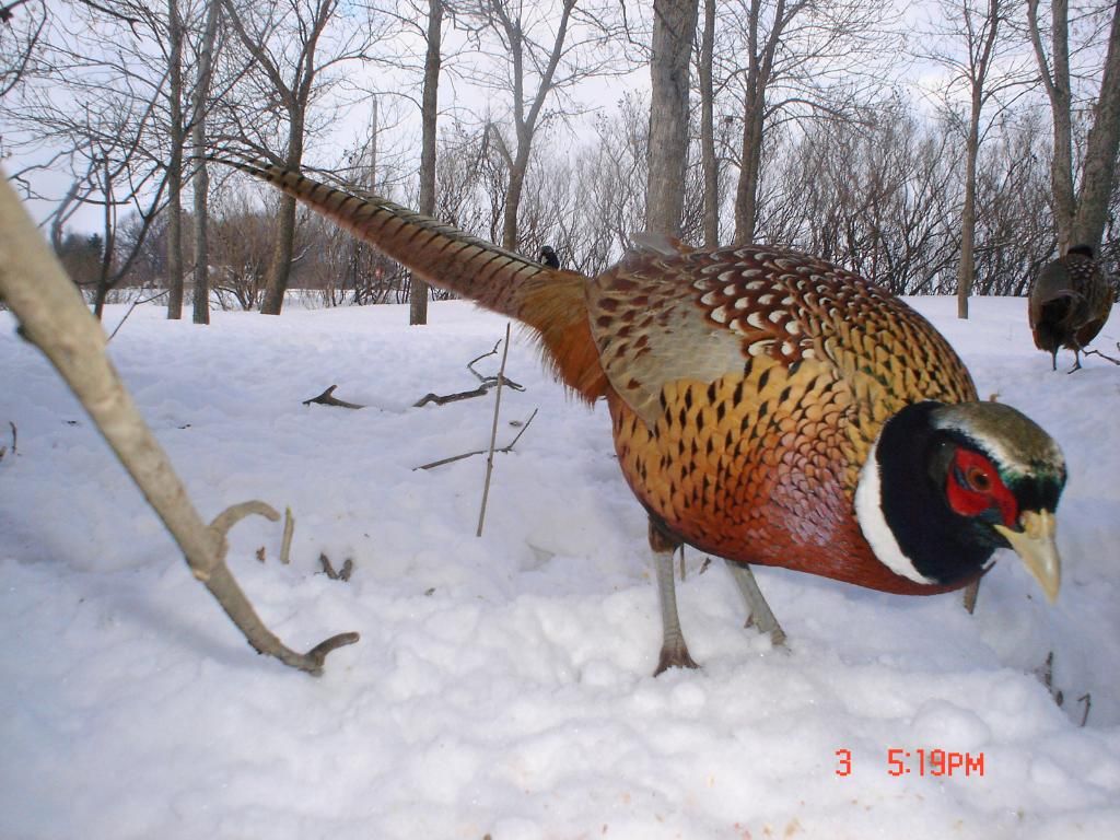 PheasantpicsN02-08-1028-1.jpg