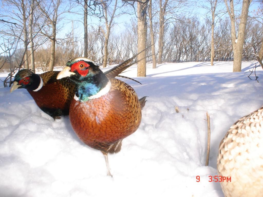 PheasantpicsN02-12-101.jpg