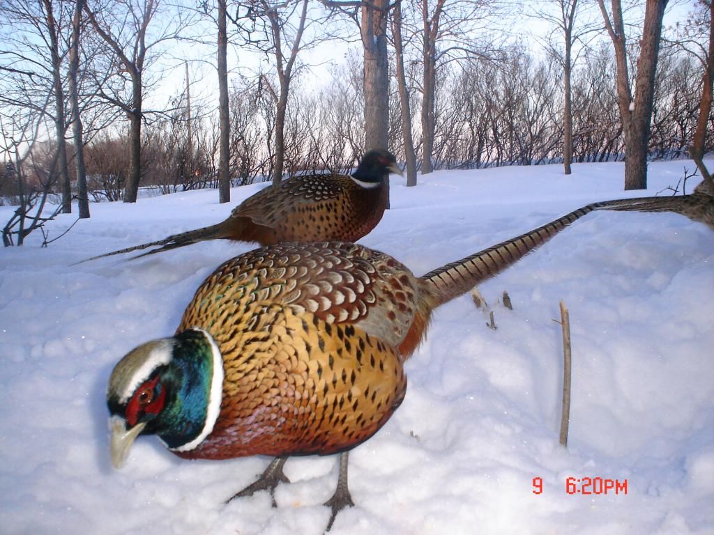 PheasantpicsN02-12-1015.jpg