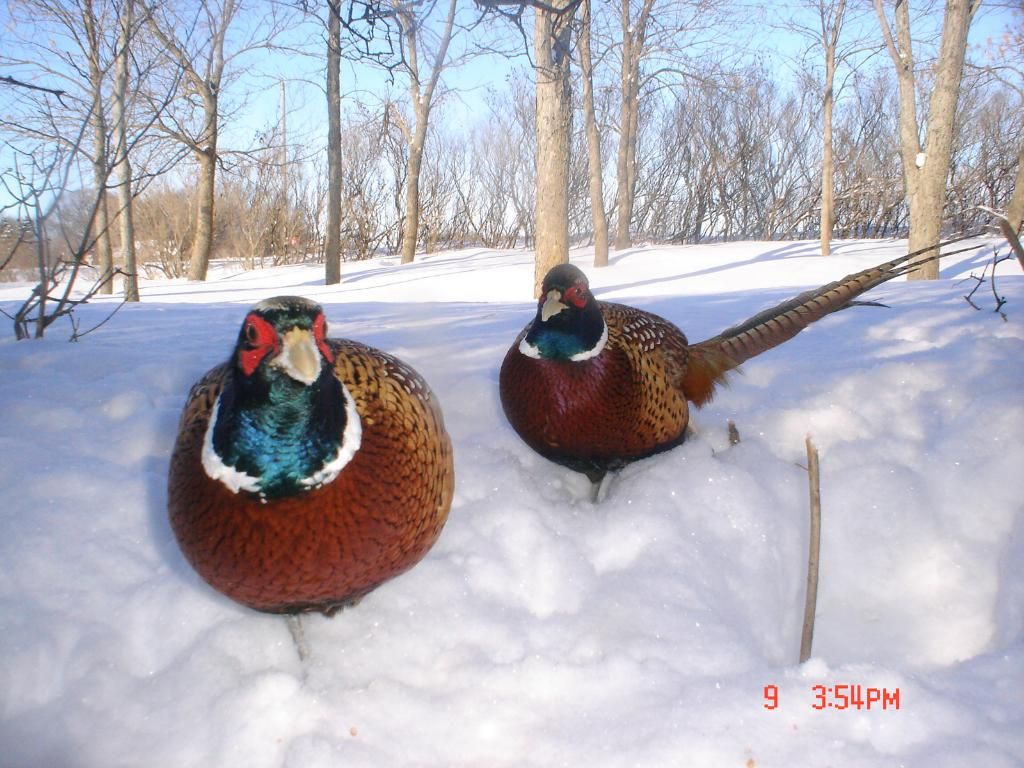 PheasantpicsN02-12-102.jpg