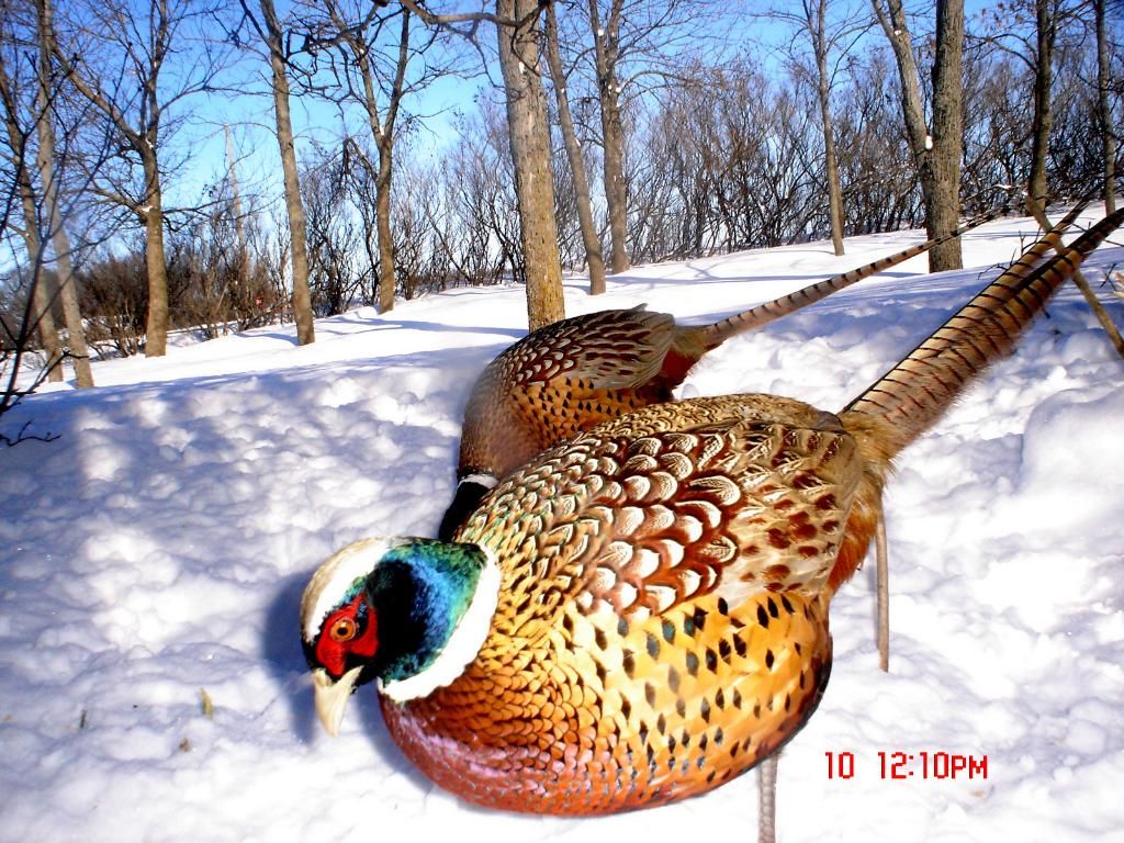 PheasantpicsN02-12-1026.jpg