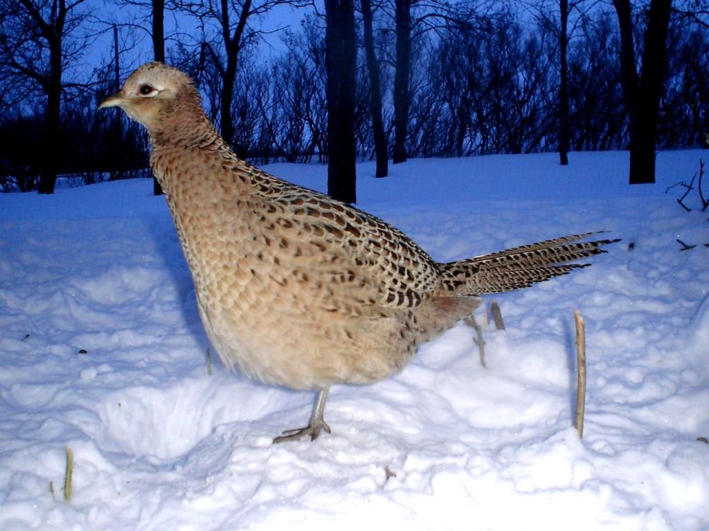 PheasantpicsN02-12-1053.jpg