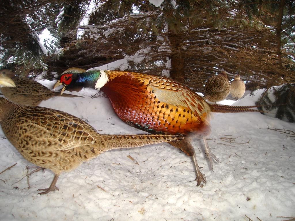 PheasantsE02-15-1030.jpg