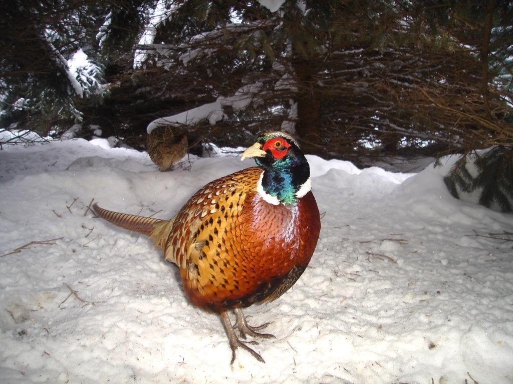 PheasantsE02-15-106.jpg